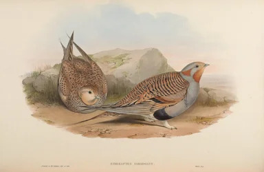Syrrhaptes paradoxus